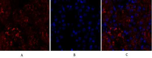IF - p38 Polyclonal Antibody AP71696